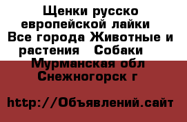 Щенки русско европейской лайки - Все города Животные и растения » Собаки   . Мурманская обл.,Снежногорск г.